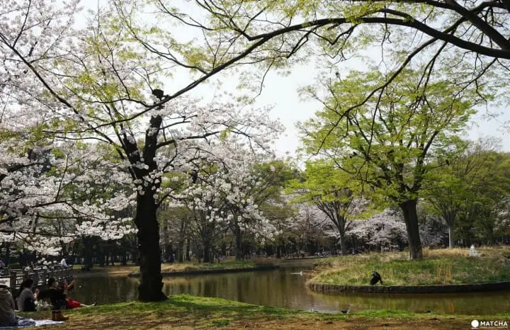 Yoyogi Park - A Walk Beneath The Cherry Blossoms In Tokyo's Green Oasis