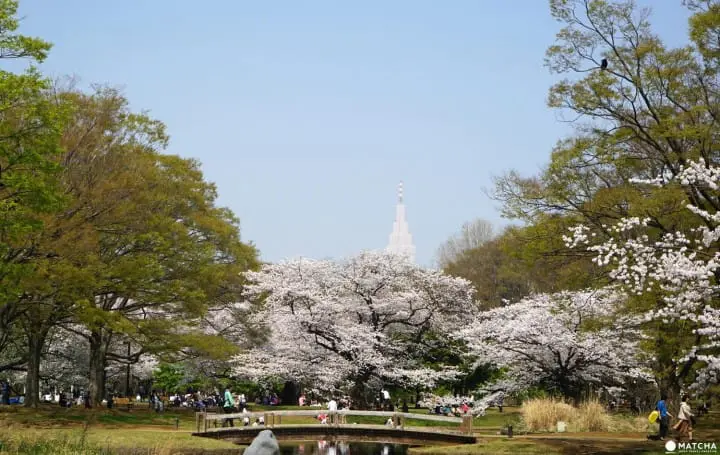 Yoyogi Park - A Walk Beneath The Cherry Blossoms In Tokyos Green Oasis