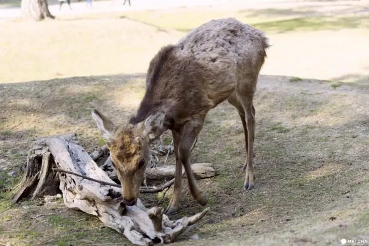 Deers In Nara And How To Treat Them