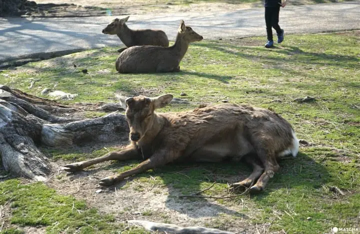 Deers In Nara And How To Treat Them
