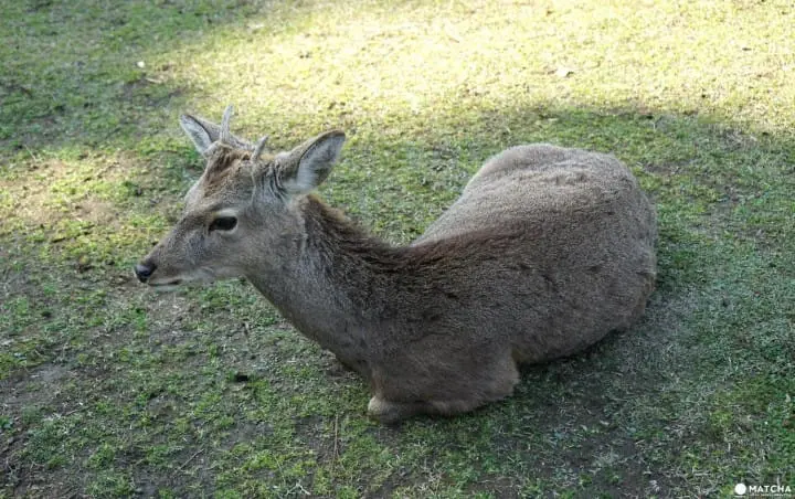 Deers In Nara And How To Treat Them