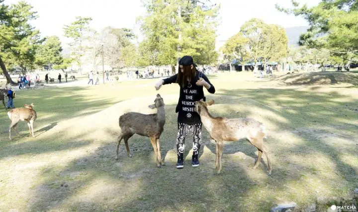 Deers In Nara And How To Treat Them