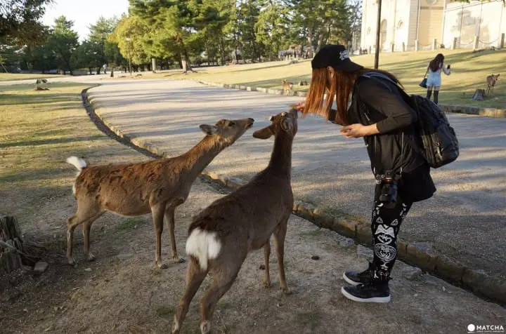 Deers In Nara And How To Treat Them