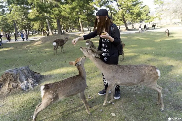 Deers In Nara And How To Treat Them