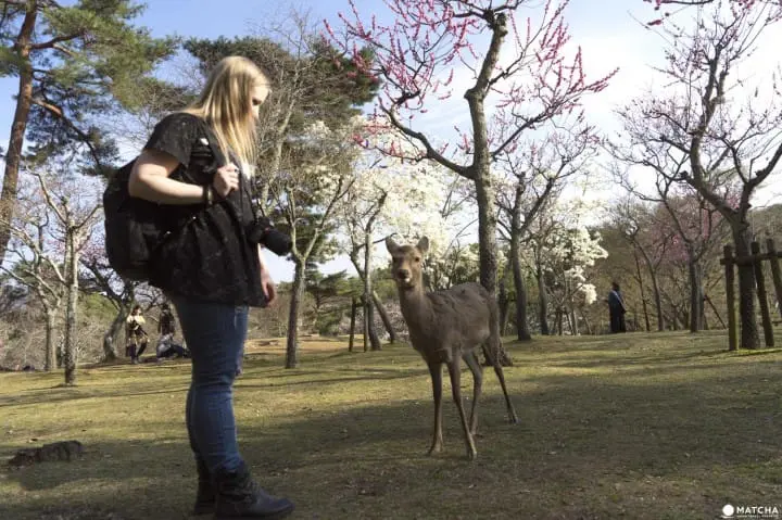 Deers In Nara And How To Treat Them
