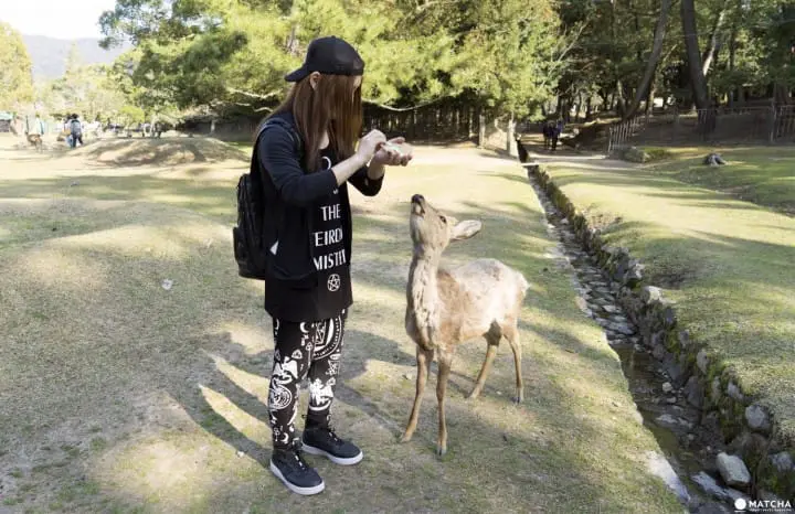 Deers In Nara And How To Treat Them