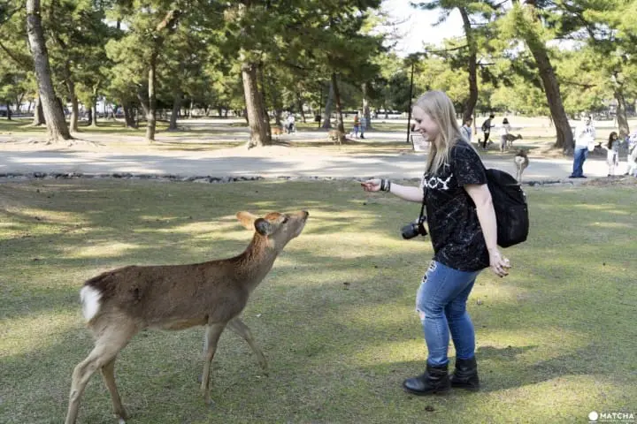 Deers In Nara And How To Treat Them