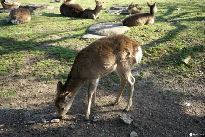 Deers In Nara And How To Treat Them