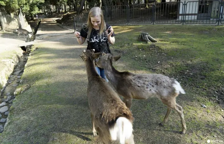 Deer In Nara And How To Treat Them