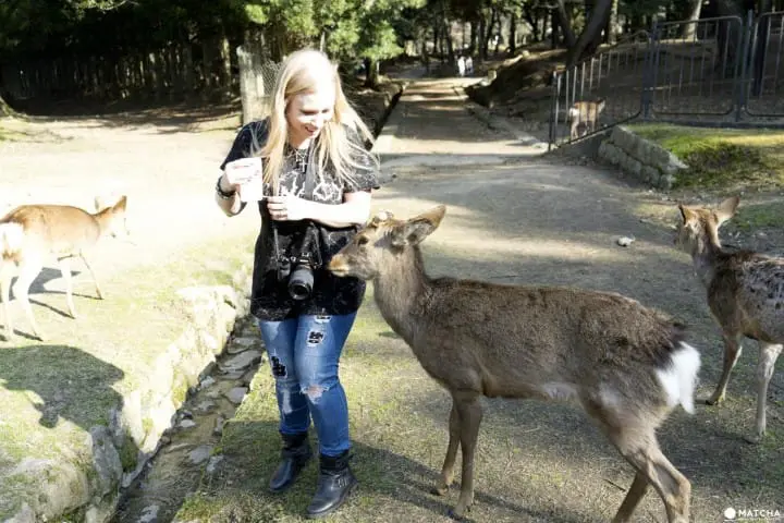 Deers In Nara And How To Treat Them