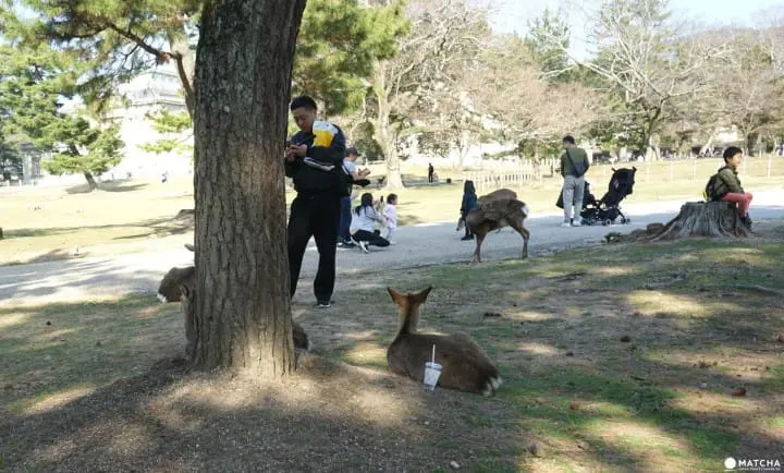 Deers In Nara And How To Treat Them