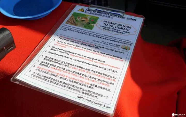 Deers In Nara And How To Treat Them