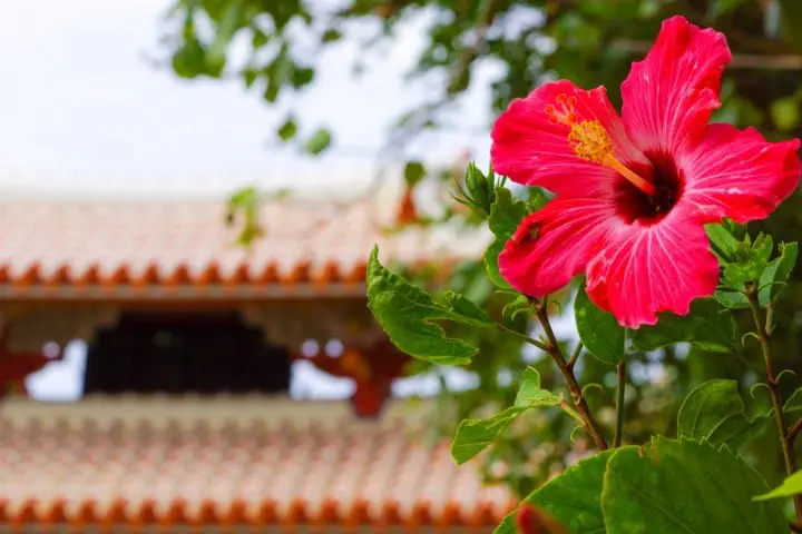 ハイビスカス