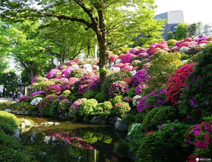 Pond at Nezu Shrine