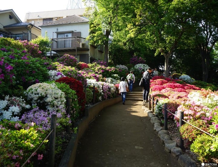 Nezu Shrine flower path