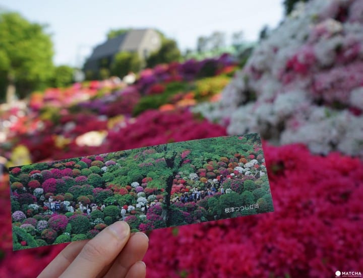 Ticket to see azaleas