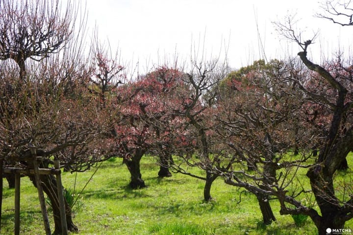 Osaka Castle Park