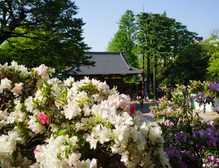 Romon and azaleas