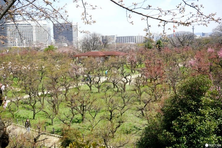 Osaka Castle Park