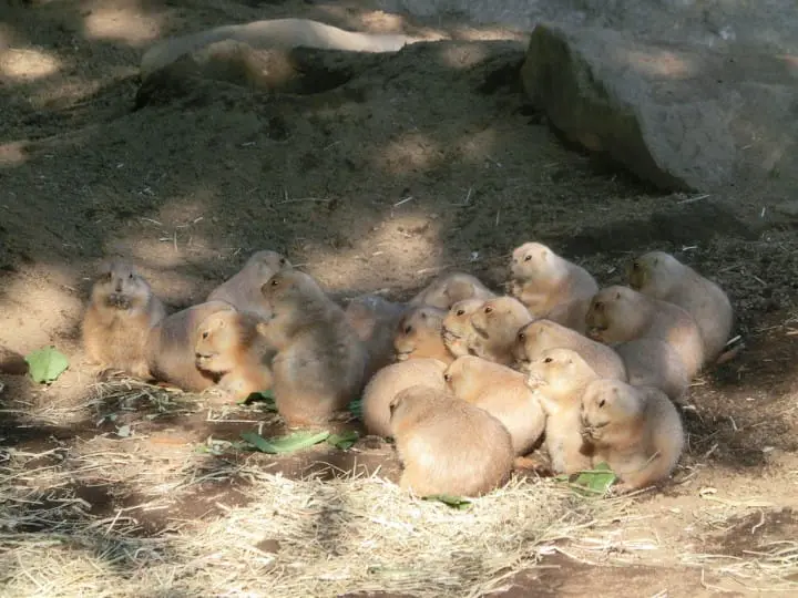 江戸川自然動物園