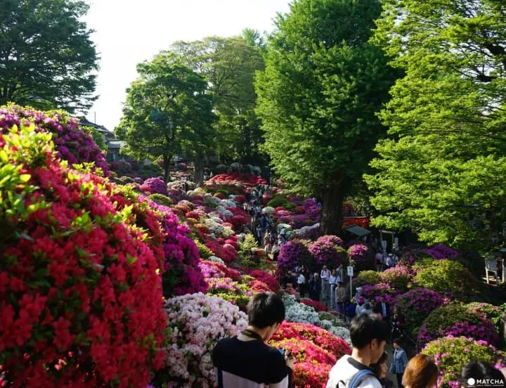 Following the azalea path