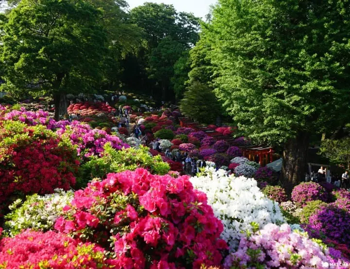 Azalea Festival at Nezu Shrine
