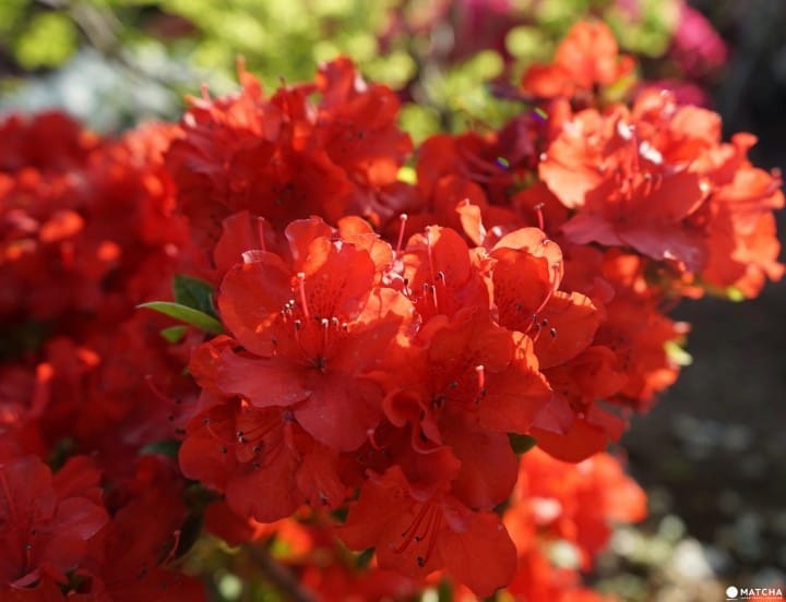 A Flower Paradise In Tokyo! The Azalea Festival At Nezu Shrine