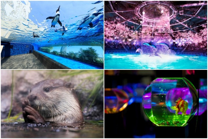 快来东京看鱼儿水中游,东京都内5间水族馆就在这