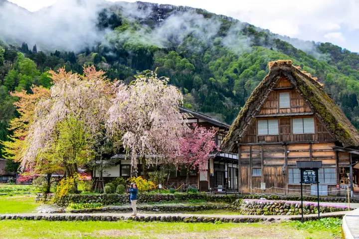 白川郷 桜
