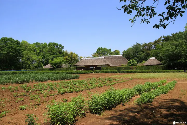 Welcome to Narita Select Bus Tour – Immerse in Japanese culture and history