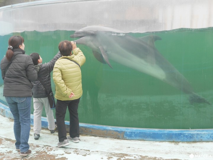新屋島水族館海豚