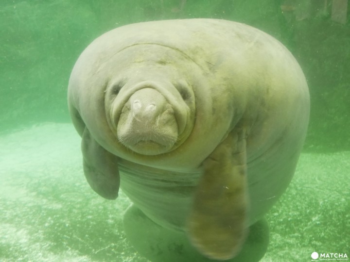 新屋島水族館海牛