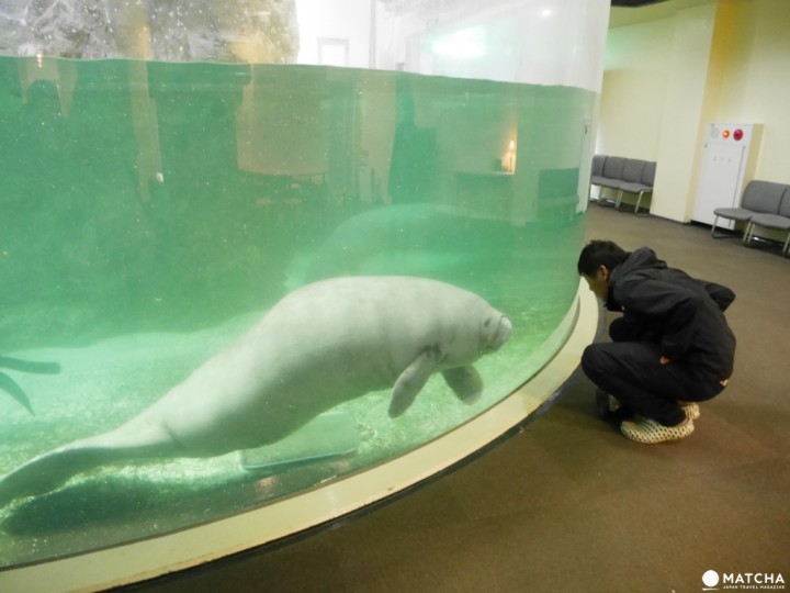 新屋島水族館海牛