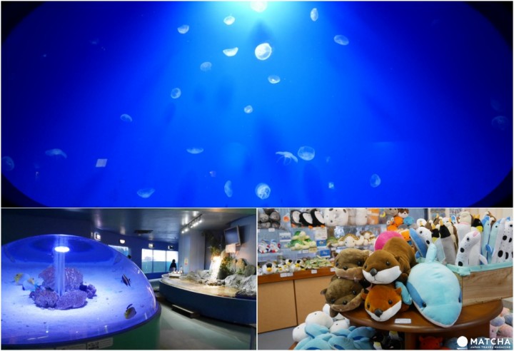 新屋島水族館水母