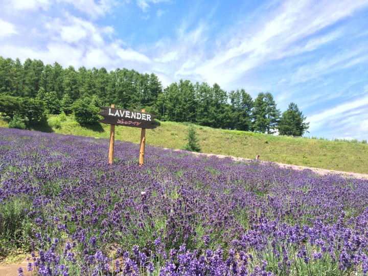 【富良野】旅游书上没有的薰衣草秘密景点就在这