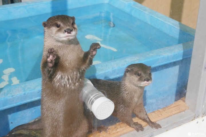 海豚島水獺