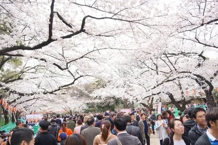 Ueno Cherry Blossoms