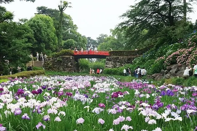 绣球花菖蒲花 缤纷点亮小田原城