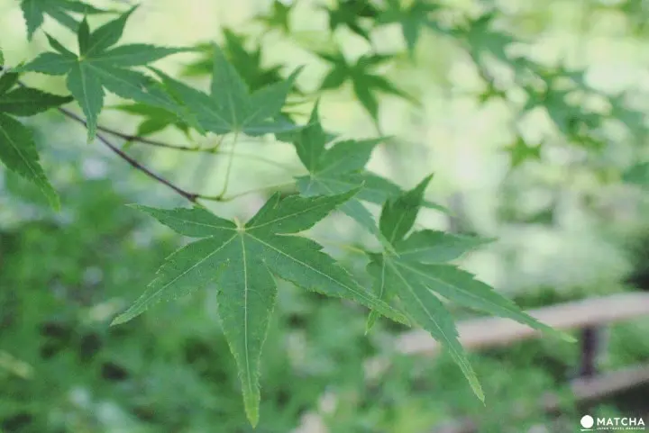 北野天滿宮賞楓