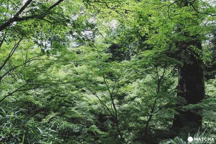 史跡御土居賞楓