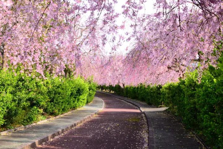 喜多方不只是拉麵的故鄉！到福島逛藏造古蹟