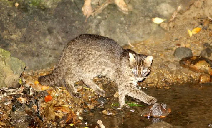 イリオモテヤマネコ