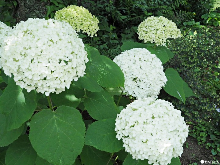 ひだまり咖啡绣球花