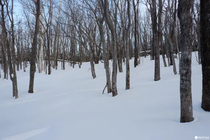 知床自然中心08