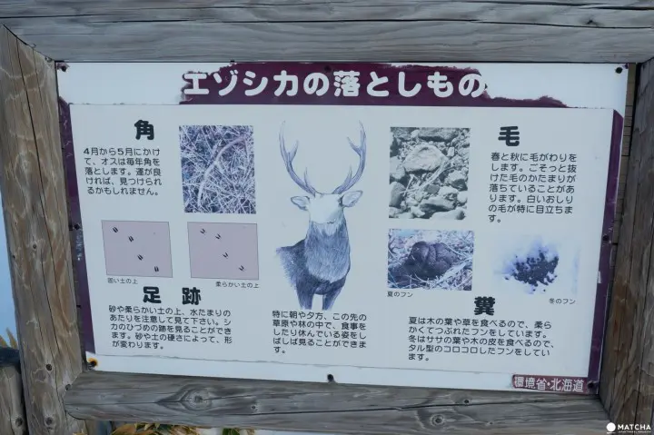 知床自然中心13