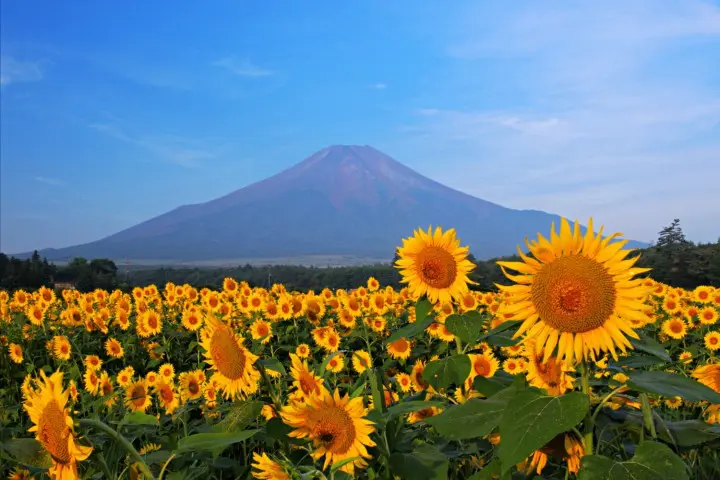 ญี่ปุ่นหน้าร้อน มีอะไรให้ทำเยอะกว่าที่คิด มาแล้วจะติดใจ