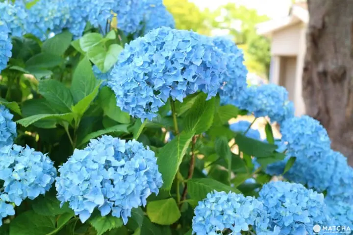 時光倒流的感覺！仍然保留著濃濃昭和風的相模湖