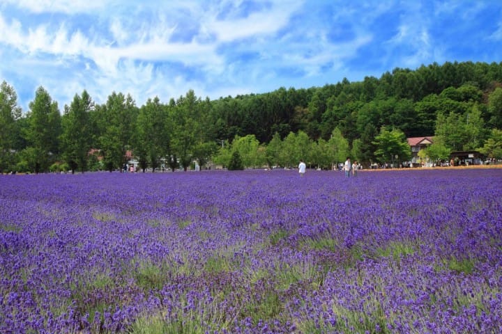 ファーム富田