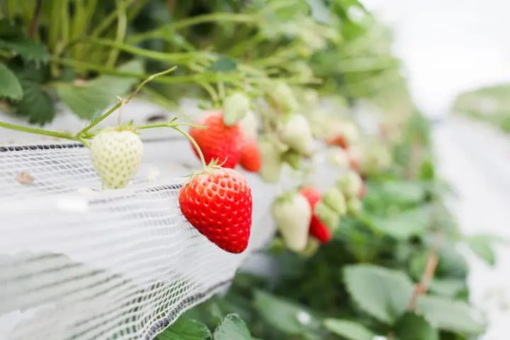 福岡甘王草莓