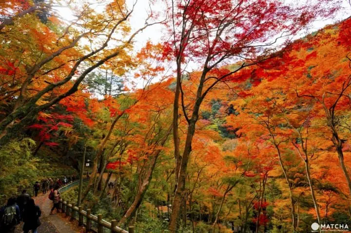 Ingin Menikmati Pemandangan saat Musim Gugur di Osaka? Ini Dia 10 Tempatnya!